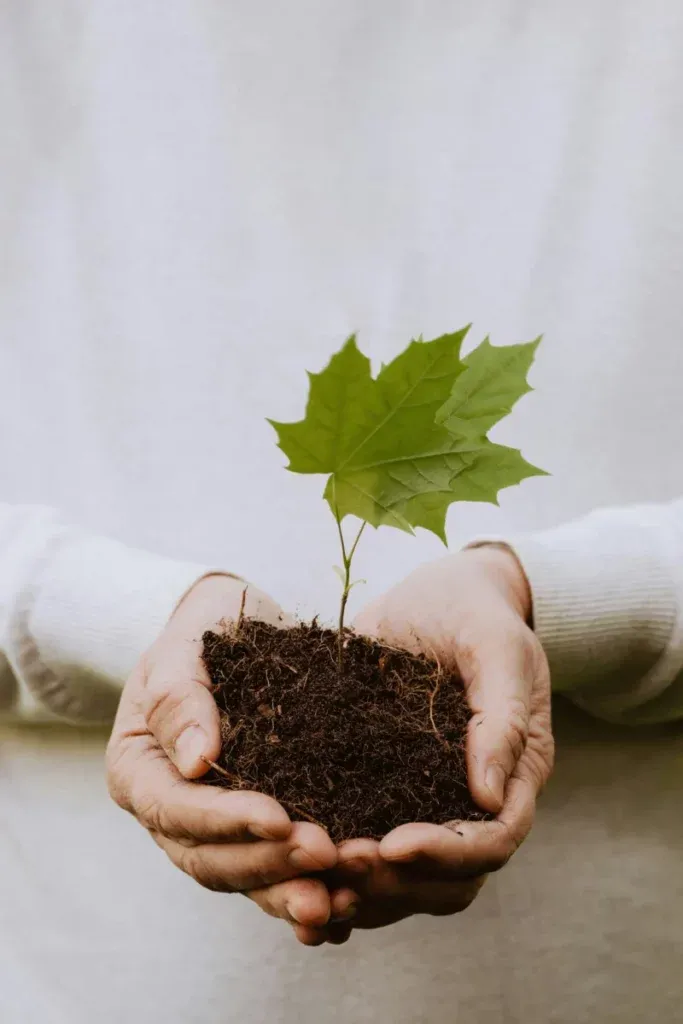 Mains d'une personne tenant délicatement une jeune pousse d'arbre avec de la terre.