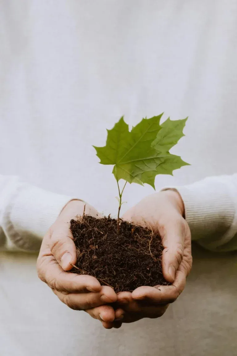 Mains d'une personne tenant délicatement une jeune pousse d'arbre avec de la terre.